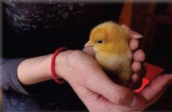 Baby Chick